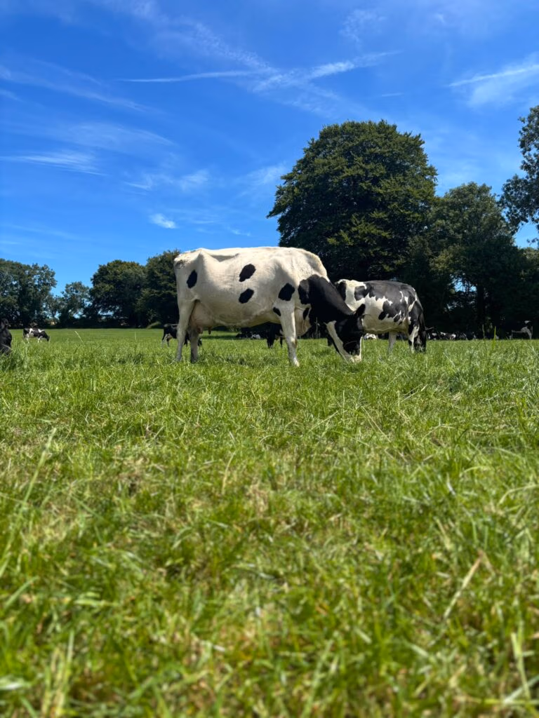 EEmerald Irish Ice Cream - 2 grass fed cows grazing on lush grass