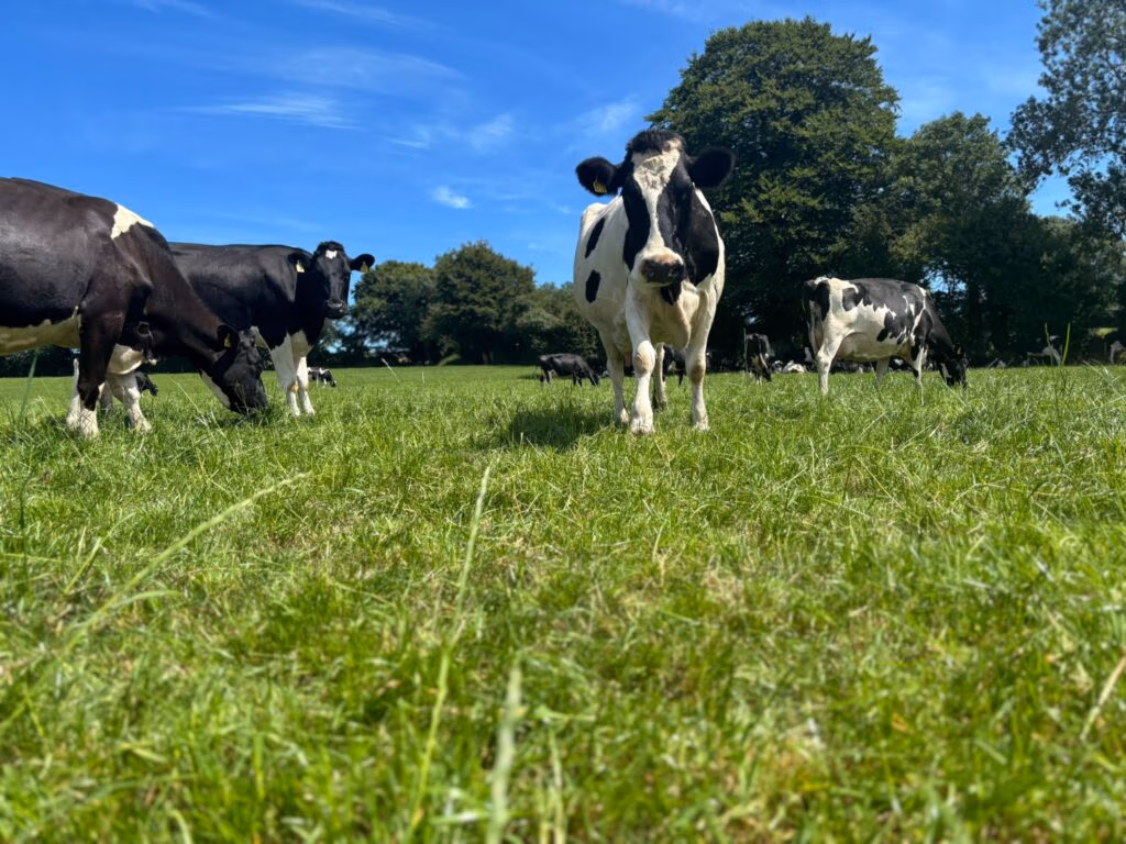 Emerald Irish Ice Cream - grass fed cows looking at the camera - blue sky